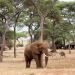 Sanctuary Swala, Tarangire